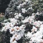 Rododendri