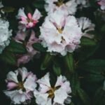 Rododendri 2