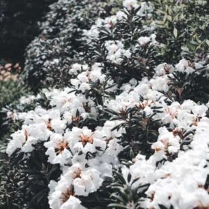 Dārza kompozīcijas ar rododendriem