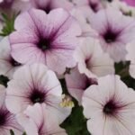 Augu bildes (2)
