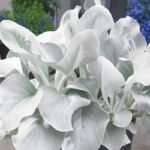 Augu bildes (7)