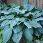 hosta-big-daddy_siguldasdarznieks