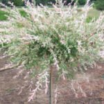 salix_integra_hakuro_nishiki_pot