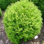 thuja_little_giant